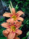 Orange daylily