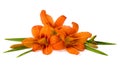 Orange flowers Daylily on a white background Royalty Free Stock Photo
