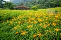 The Orange daylilyTawny daylily flower farm at chih-ke