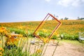 The Orange daylilyTawny daylily flower farm at chih-ke