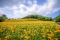 The Orange daylilyTawny daylily flower farm at chih-ke