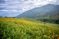 The Orange daylilyTawny daylily flower farm at Taimali