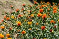 This is a great Safflower oil plant. An orange or deep yellow color