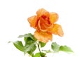 Orange, delicate, autumn rose