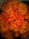 Orange delicate rose bouquet close-up decorated with green leaves