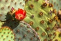 Orange Desert Cactus Flower of Arizona Royalty Free Stock Photo