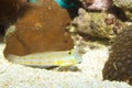 Orange Diamond Goby