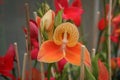 Orange disa orchid 2 Royalty Free Stock Photo