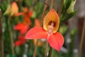 Orange disa orchid Royalty Free Stock Photo
