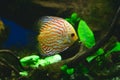 Orange discus fish in aquarium