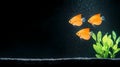 A Orange Discus Fish in Aquarium Royalty Free Stock Photo