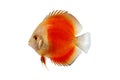 Orange Discus Fish Isolated on white Background Royalty Free Stock Photo