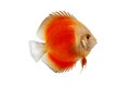 Orange Discus Fish Isolated on white Background Royalty Free Stock Photo