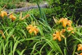 Orange ditch lily daylily flowers with green stem and leaves with gray hewn wood rail fence Royalty Free Stock Photo