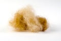 Orange dog hair ball on a white background. Dead hair combed out