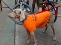 Orange Dog at Kings holiday in Amsterdam, Holland