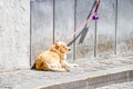 Orange dog on pink leash waits for his owner sitting on gray sid