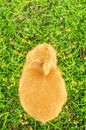 Orange domestic bunny eating corn - bird's eye view