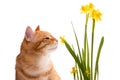 Orange domestic cat and daffodils