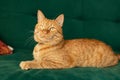 orange domestic cat lies at home on a green soft sofa, the pet is resting Royalty Free Stock Photo