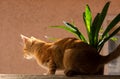 Vintage Whiskers: Orange Domestic Cat on a Rustic Window Royalty Free Stock Photo