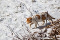 Orange domestic cat walking in snow