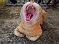 Orange Domestic Cat Yawning Wide Mouth Open Showing Teeth and Tongue Royalty Free Stock Photo