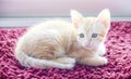 Orange domestic kitten sitting isolated Royalty Free Stock Photo