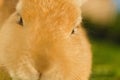 Orange domestic rabbit head shot close up