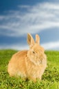 Orange domestic rabbit on the meadow