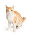 Orange And While Domestic Shorthair Mixed Breed Cat