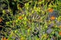 Orange dotted flower and unripe green fruits of Iris domestica. Royalty Free Stock Photo