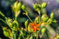 Orange dotted flower and unripe green fruits of Iris domestica. Royalty Free Stock Photo