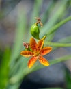 Orange dotted flower and unripe green fruits of Iris domestica. Royalty Free Stock Photo
