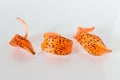 Orange dotted lily petals on white background