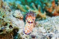 Orange dotted slug