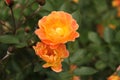 Orange double shrub rose `Bessy` flowers in a garden Royalty Free Stock Photo