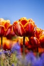 Orange Double Tulip Flower with blue sky and blurred orange and blue background vertical