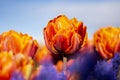 Orange Double Tulip Flower with blurred background Horizontal blue flowers in foreground blue sky 2