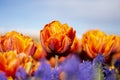 Orange Double Tulip Flower with blurred background Horizontal blue flowers in foreground blue sky