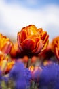 Orange Double Tulip Flower with blurred background Vertical blue flowers in foreground Royalty Free Stock Photo