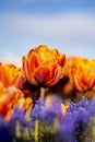 Orange Double Tulip Flower with blurred background Vertical blue flowers in foreground 2 Royalty Free Stock Photo