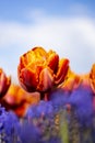 Orange Double Tulip Flower with blurred background Vertical blue flowers in foreground blue sky 3 Royalty Free Stock Photo