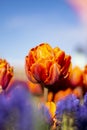 Orange Double Tulip Flower with blurred background Vertical blue flowers in foreground blue sky 2 Royalty Free Stock Photo