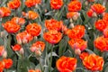 Orange Double Tulip Flower field: spring season, Easter, Mother`s Day, nature theme. Tulip red flowers in the park. Red beautiful Royalty Free Stock Photo