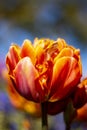 Orange Double Tulip Flower Vertical with blue and green blurred background Royalty Free Stock Photo