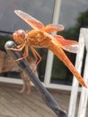 Orange Dragon Fly