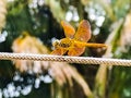 The orange dragon fly