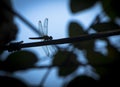 Orange Dragon Fly Royalty Free Stock Photo