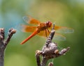 Orange Dragon-fly